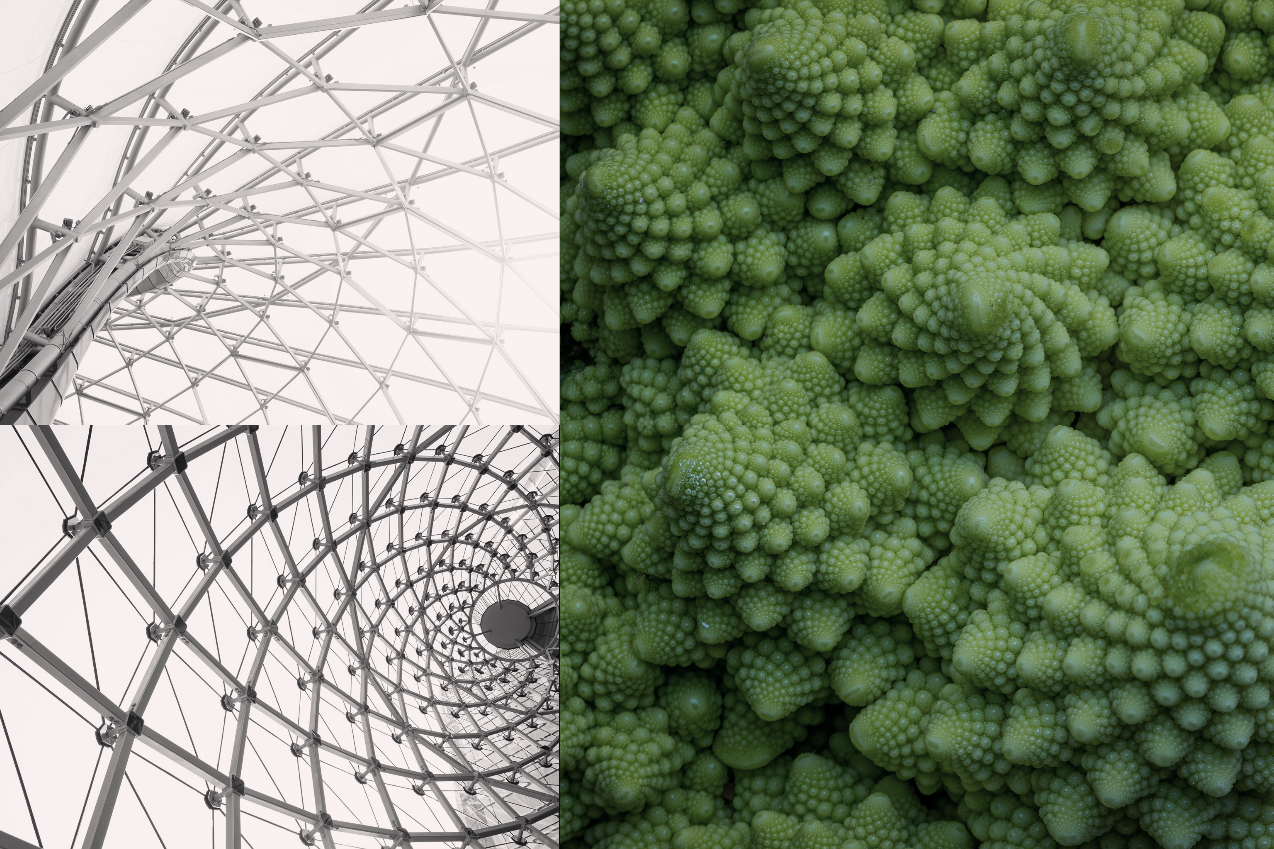 The power of biomimicry in architecture
